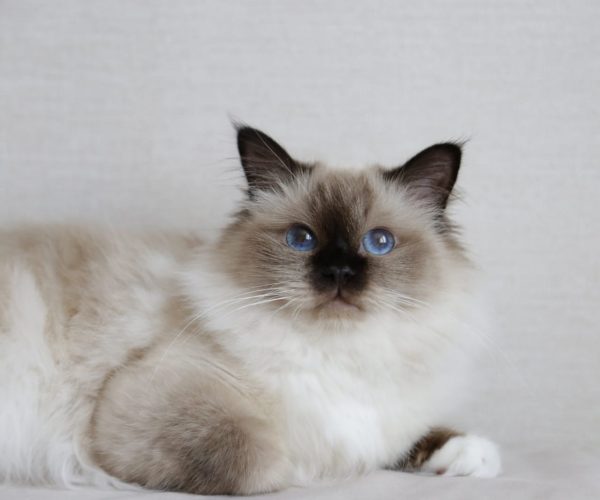 Тайская кошка — окрасы