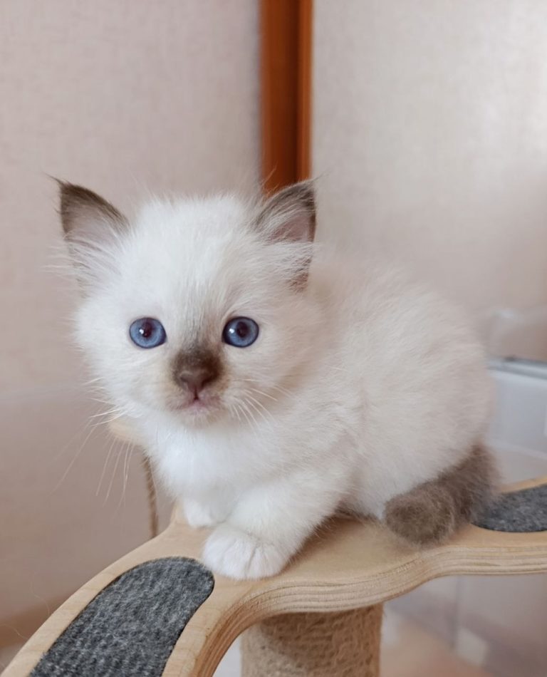 bsNv0eEf Q ROZRw61BMPYJUetZs6QRygImDxSgaV7OrSpLCUZ0DVsDeucEYb2FRPxi7Mm91TvbU8JnOcJrXaMYl 768x950 - Котята для вас